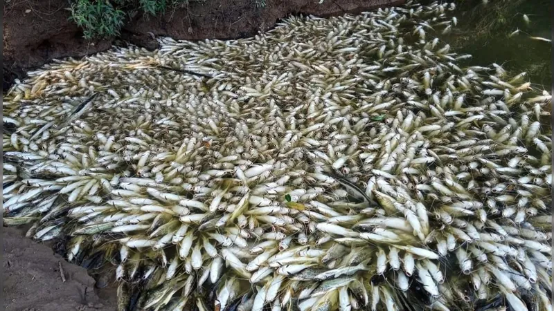 Morte de três toneladas de peixes no Rio Piracicaba é investigada